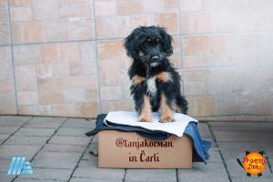 @tanjakocman in Čarli